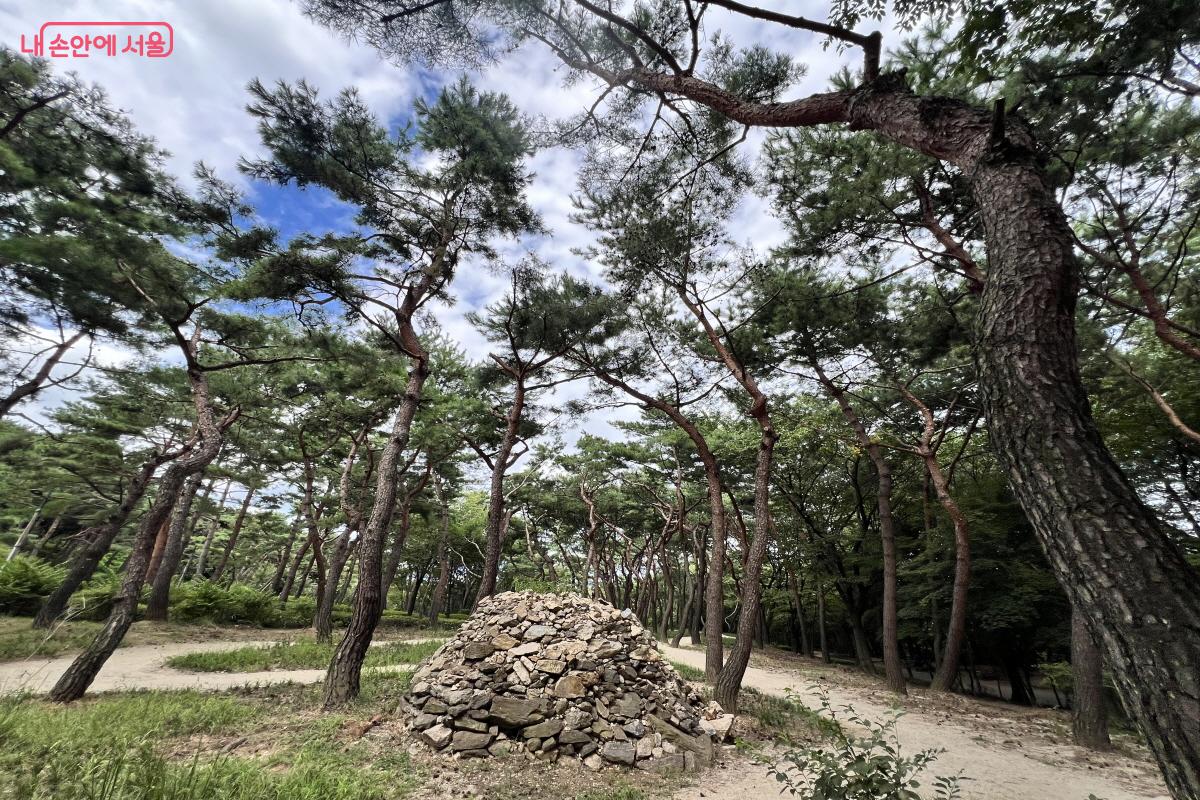 기분 좋은 나무향을 맡으며 소나무 숲길을 걷게 된다. ⓒ박지영 