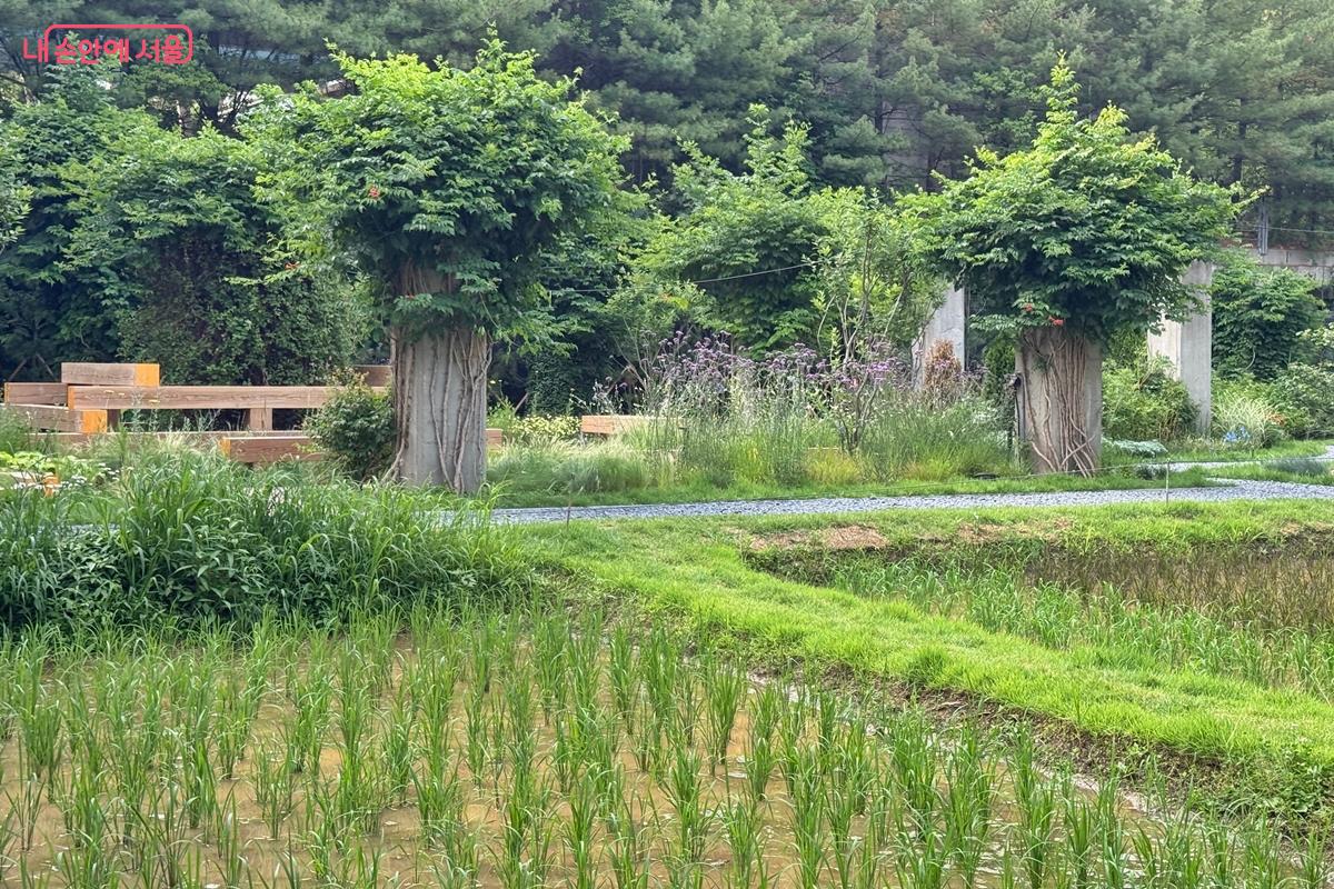 논과 정원이 함께 어우러지는 이색 풍경 &copy;임윤아