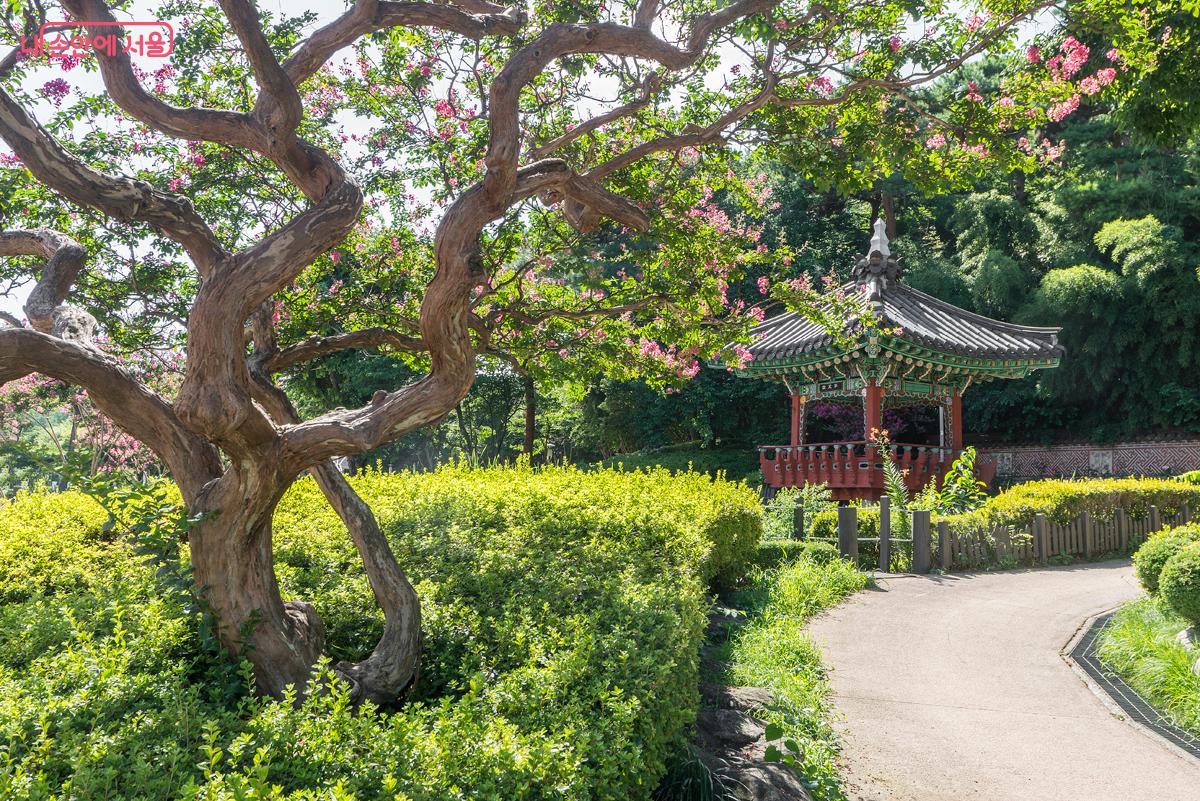 구불구불 휘어진 상암 월드컵경기장 담소정의 배롱나무꽃.