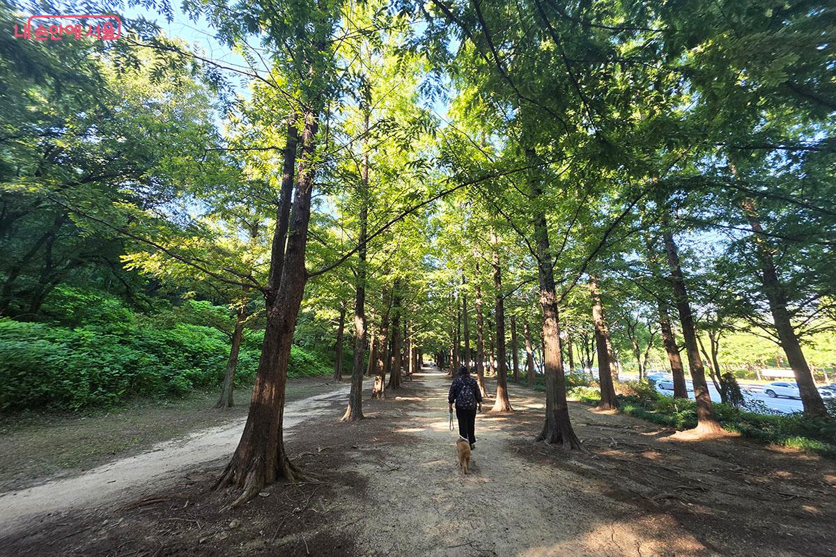 울창한 나무로 시원한 그늘이 많아 산책하기 좋은 메타세쿼이아길 ©이정민