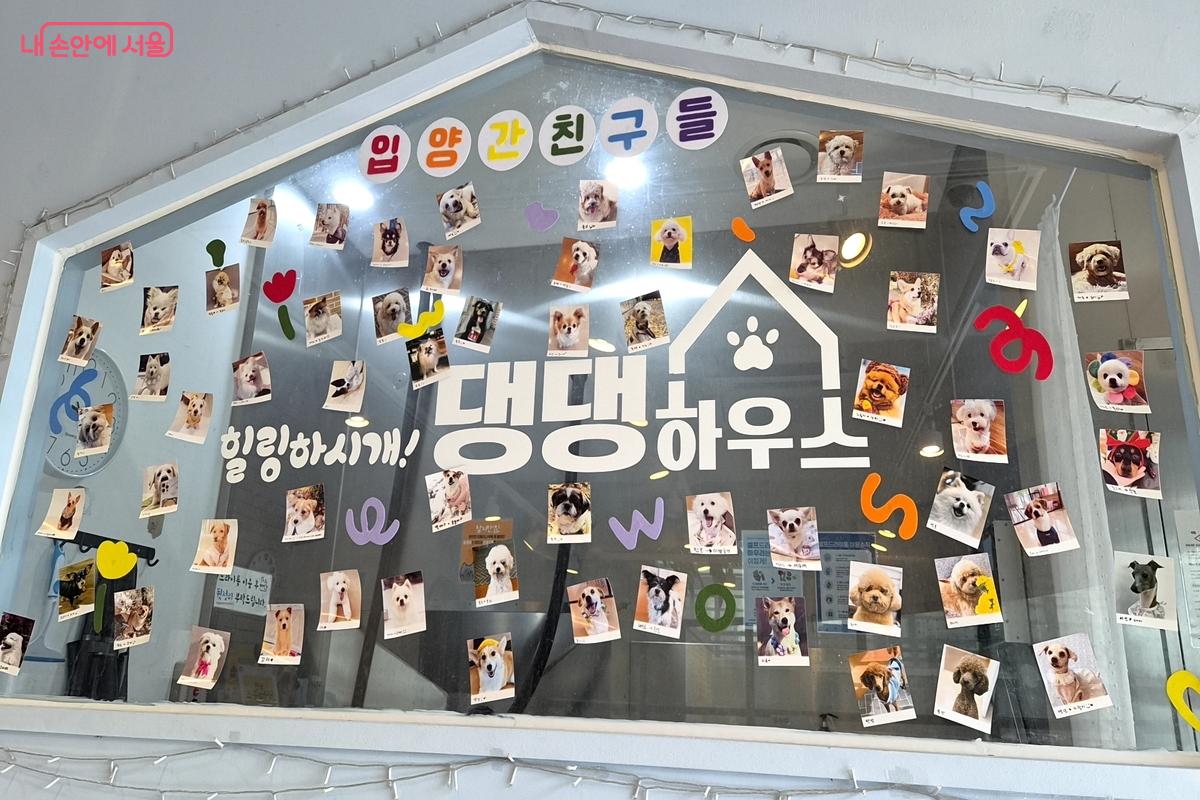 노원구에서는 반려동물 문화센터 '댕댕하우스'를 운영하고 있다. ©서정은
