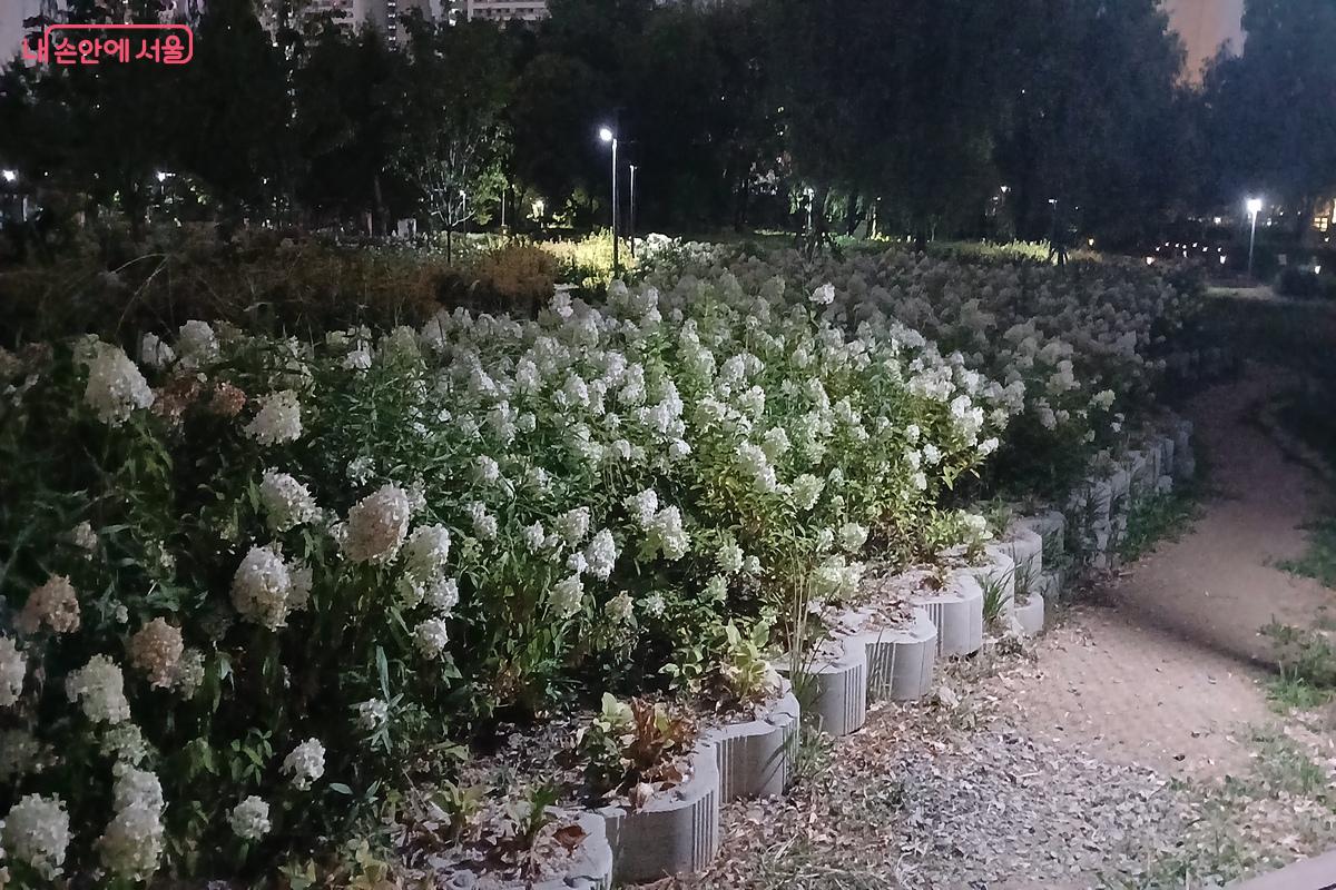 유수지에서는 가로등 빛을 받아 은은하게 빛나는 꽃들이 눈길을 끈다. &copy;유지민