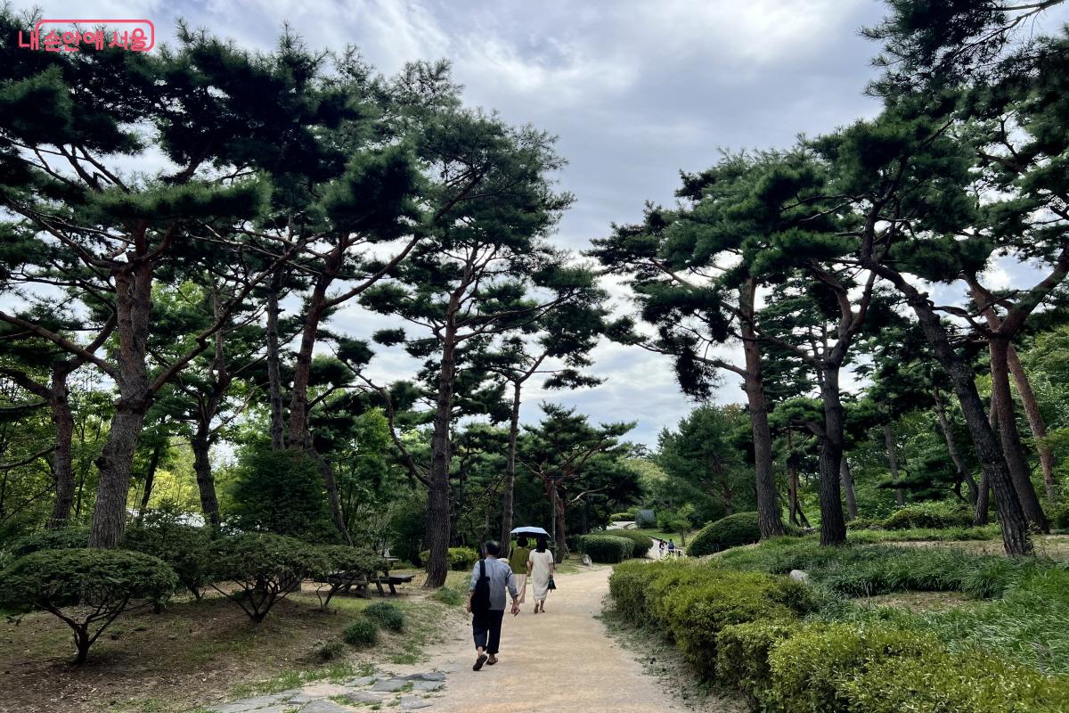팔도소나무가 식재된 산책길로, 각 소나무마다 지역명이 적혀있다. ⓒ박지영
