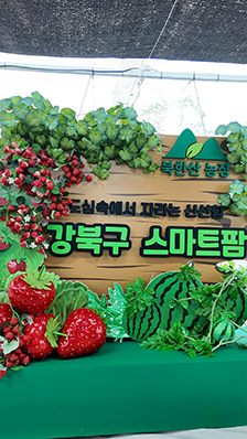 애플수박 수확하고 수박피자 만들고! '강북구 스마트팜 재배단지' 체험