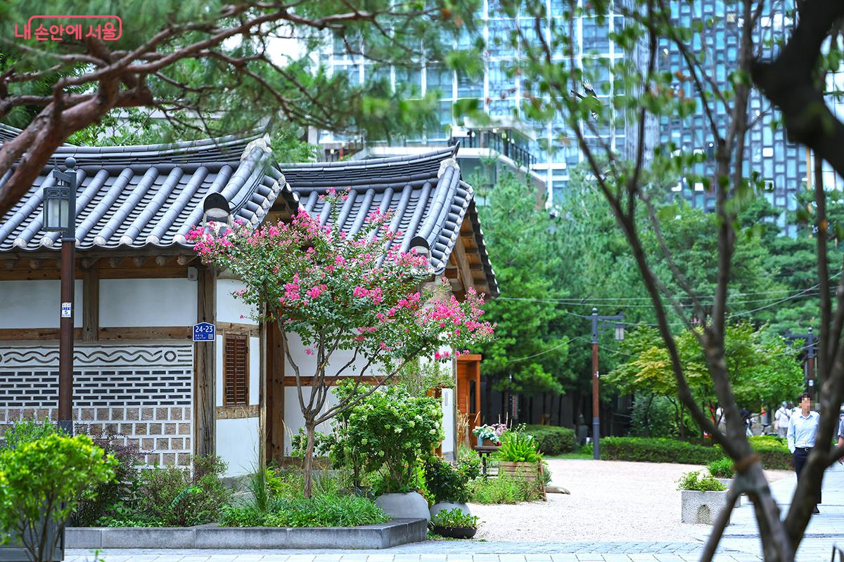 아직 배롱꽃이 피어 있는 청진공원과 정원사의 집 풍경 ©김주연