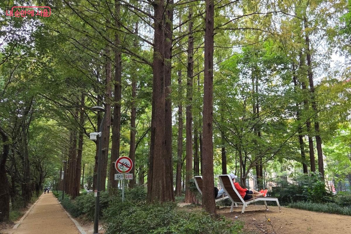 양재천수변문화쉼터에서 여의천으로 이동하며 만난 메타세쿼이아 길 &copy;김미선