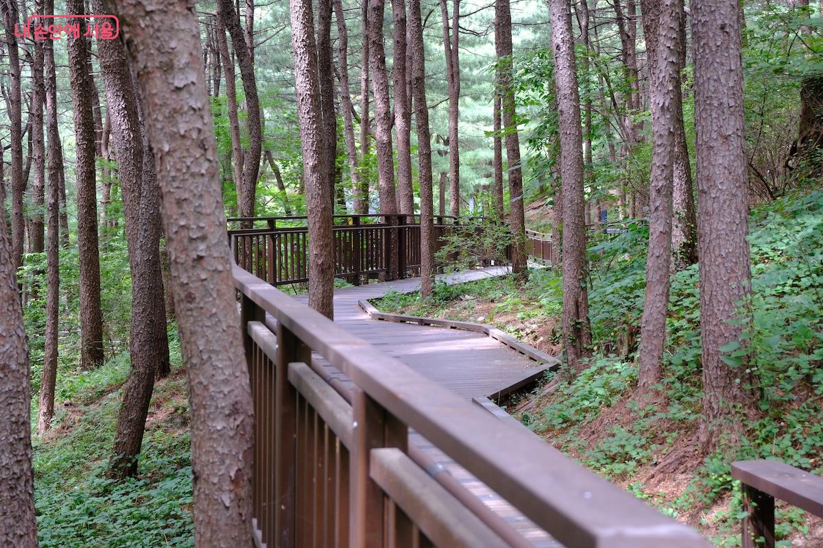 울창한 나무 숲 사이를 천천히 걸으며 산을 온전히 느껴볼 수 있다. &copy;서지희