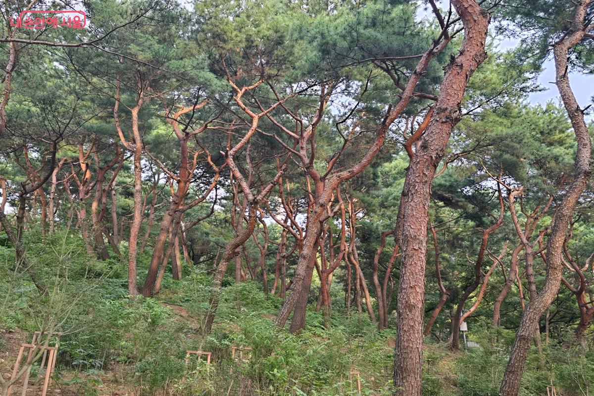 구불구불한 남산 소나무들의 모습이 마치 사람들을 반기는 것 같다. &copy;강사랑