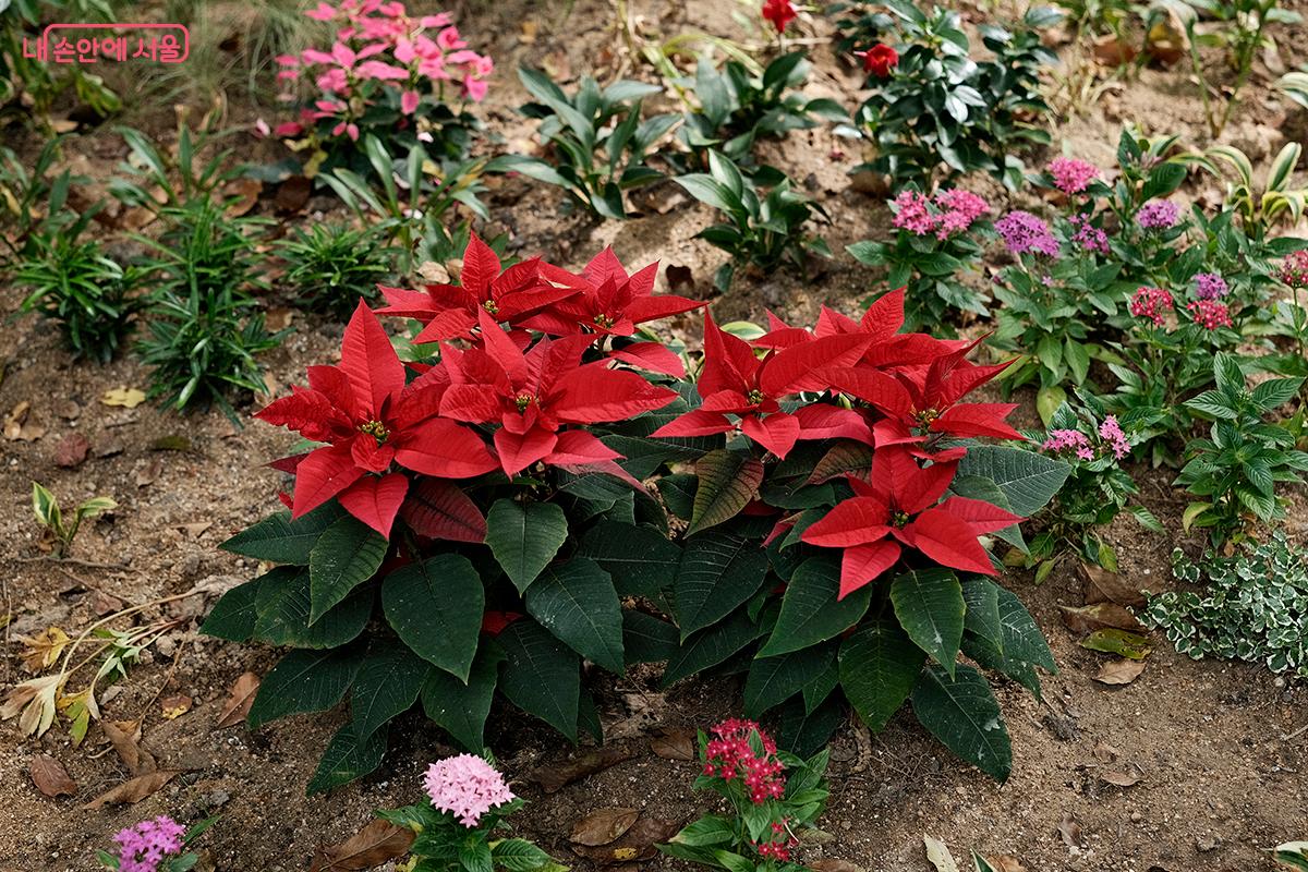 겨울과 크리스마스를 대표하는 식물인 포인세티아(Poinsettia)의 붉은 잎이 아름답다. &copy;김아름