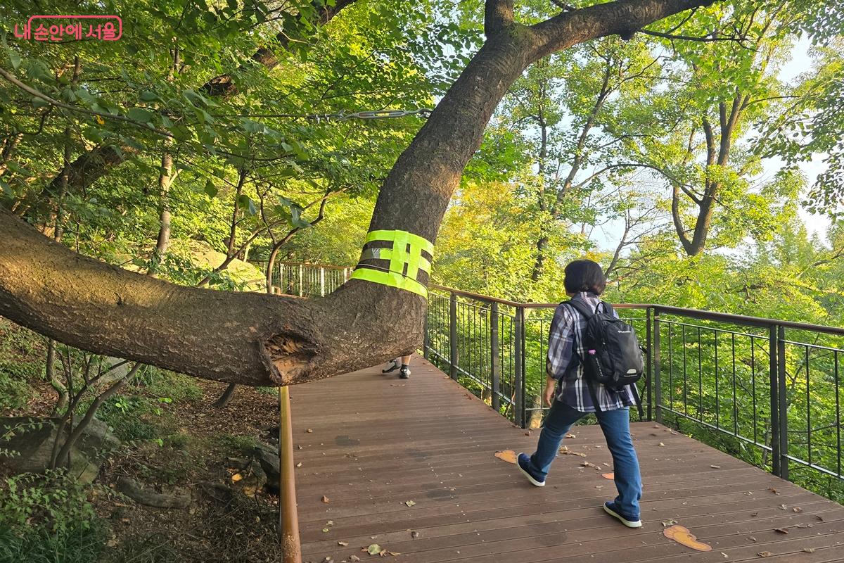 데크길을 조성하는 과정에서 나무 한 그루 훼손하지 않으려 한 흔적이 곳곳에 보인다. &copy;강사랑