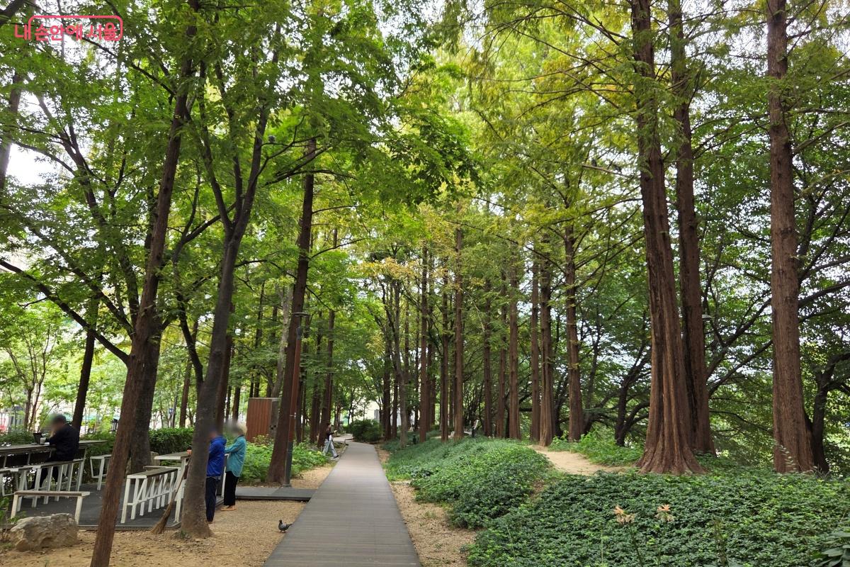 천변을 걷다가 메타세쿼이아 길을 걷기도 했다. &copy;김미선