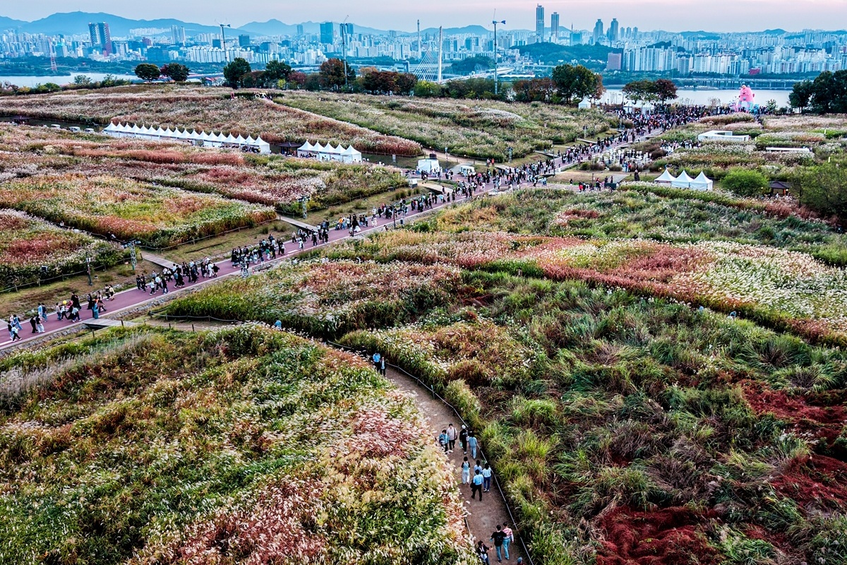 낮에는 은빛 억새, 밤에는 화려한 라이팅쇼! '서울억새축제' 즐기기