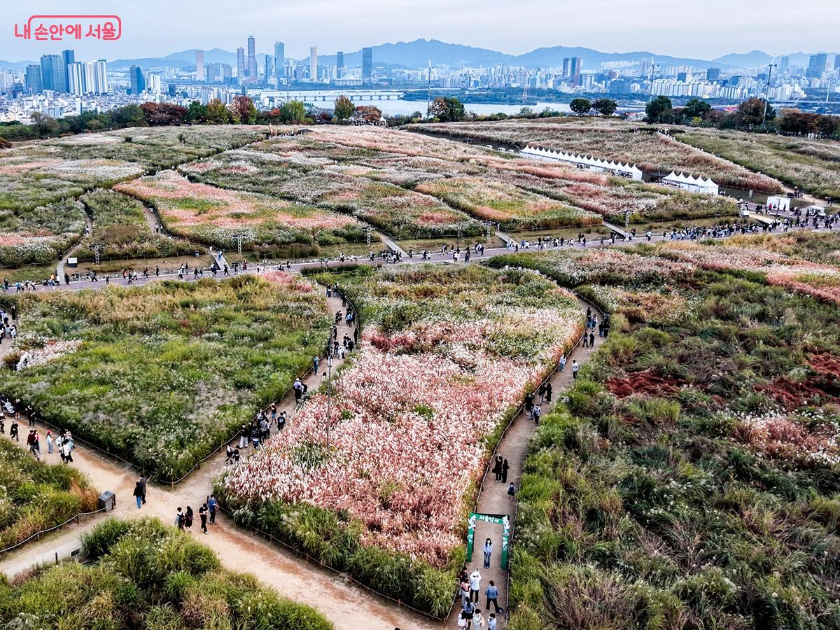 드넓게 펼쳐진 억새 탐방로 갈래갈래 흙길이 억새밭을 가로지르고 멀리 도심이 보임