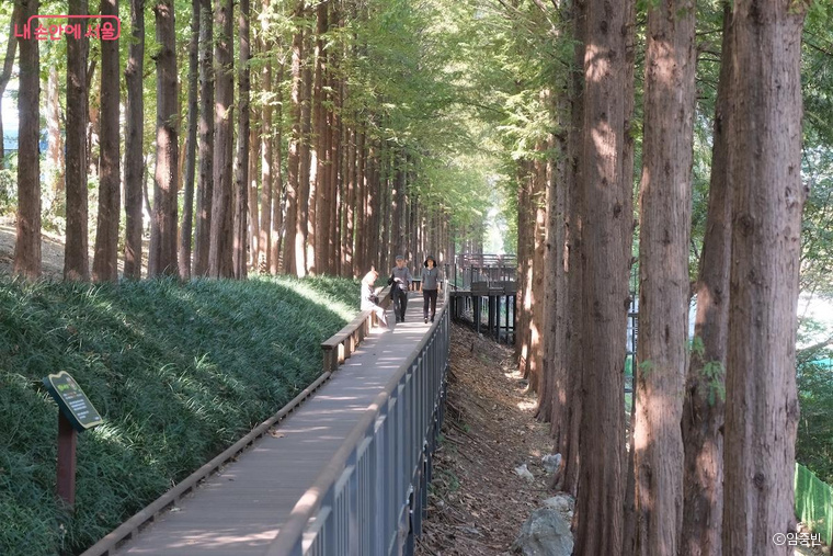 강남구 일원동 대청역 인근 메타세쿼이아길