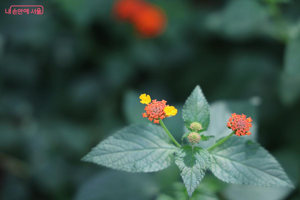 평소 보기 힘든 다양한 꽃과 식물들을 볼 수 있다. 