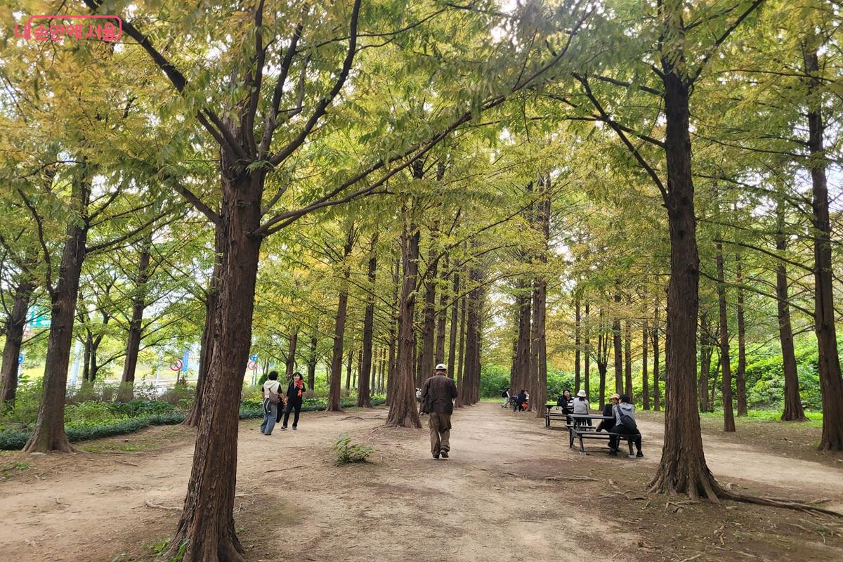 높이 자란 나무들이 줄지어 선 흙길을 시민들이 걷고, 길가 벤치에는 사람들이 앉아 있다.