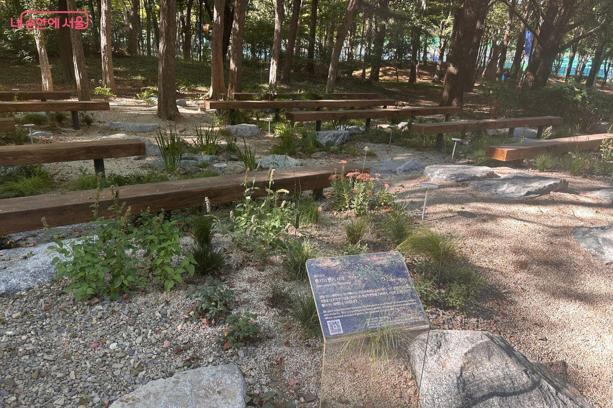 송재안 작가의 작가정원 '벤치와 벤치 사이'. 나무 사이에 놓인 긴 원목 벤치들이 야외 교실처럼 보인다. ⓒ김재형