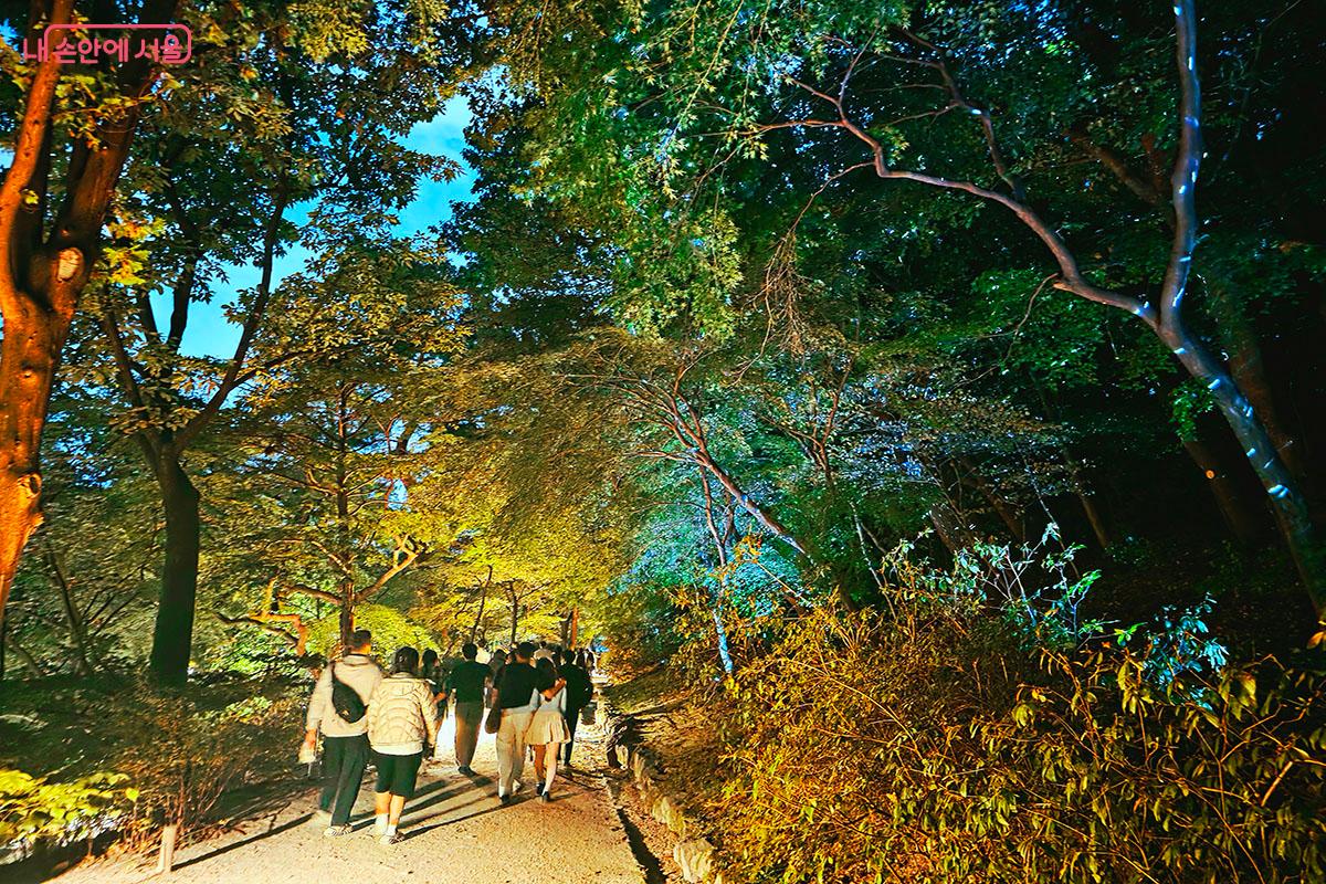 나무 사이로 별빛처럼 반짝이는 ‘반딧불이 빛의 숲’ 같은 화평의 빛 산책로 ©양순남