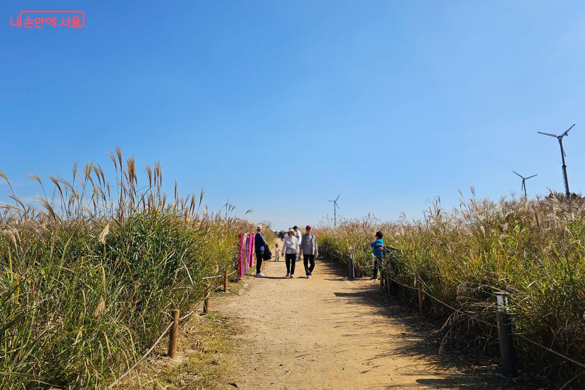 해마다 가을이면 상암동 하늘공원에서 &lsquo;서울억새축제&rsquo;가 열린다. &copy;홍혜수