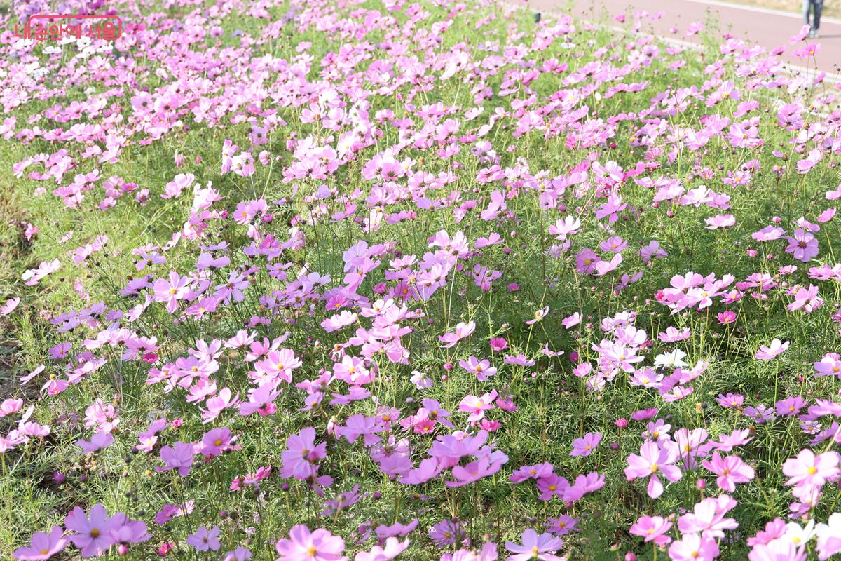 가을바람에 흔들리는 코스모스 &copy;박우영