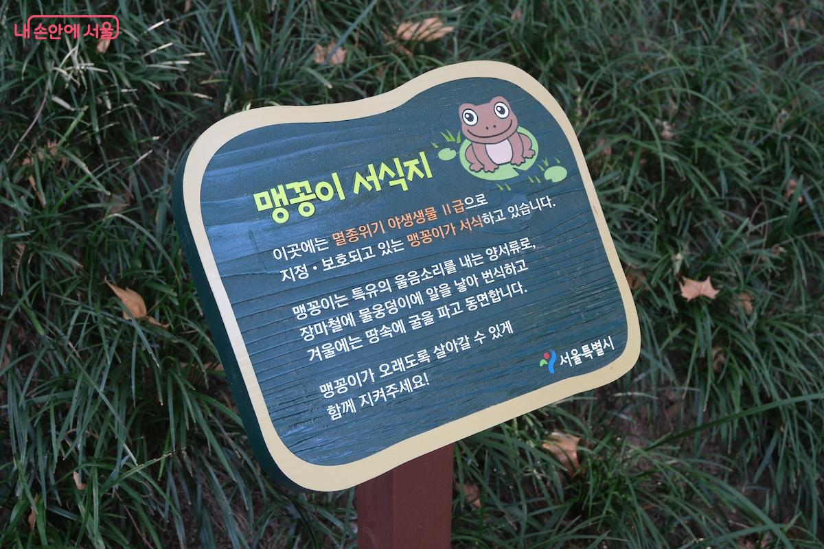 주변에는 멸종위기 야생동물인 맹꽁이들이 서식하고 있다