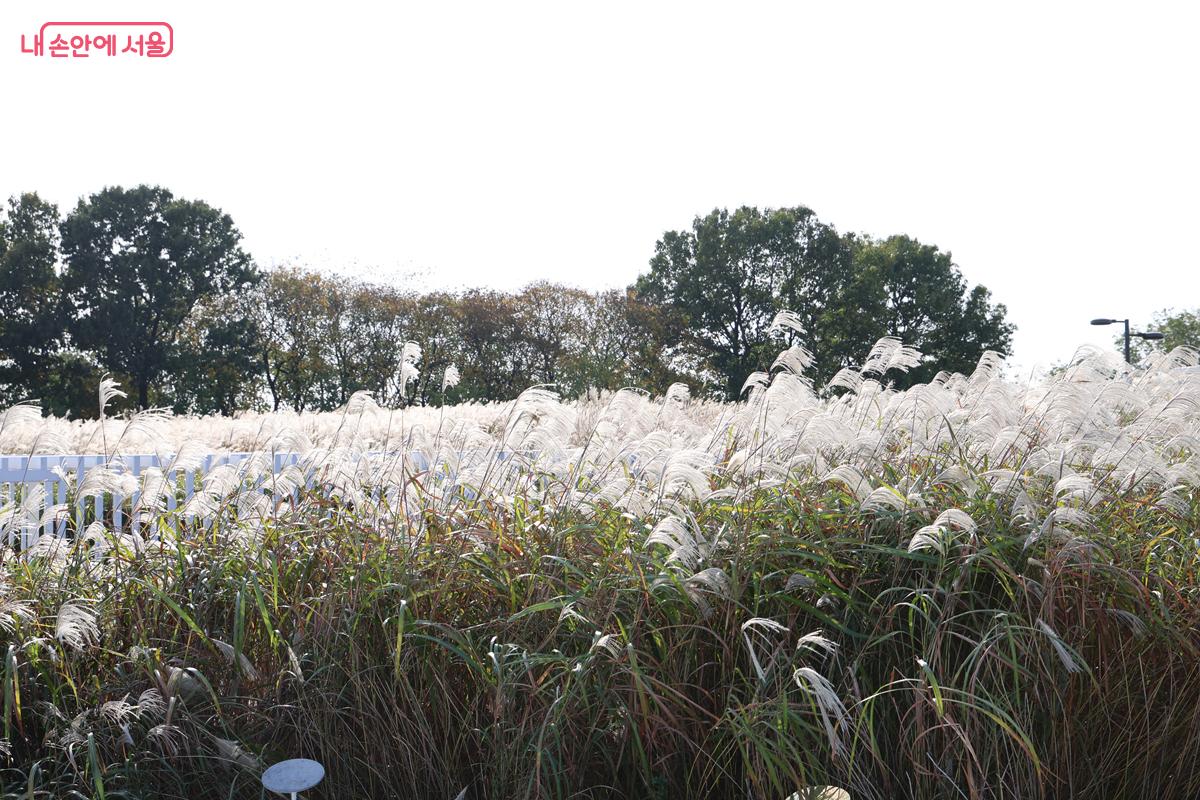 지친 마음에 따뜻한 위로를 건네듯 끝없이 펼쳐진 은빛 억새의 장관 &copy;박우영