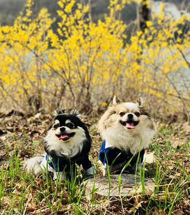 반려동물 진료비 걱정 마세요!<br>취약계층 3월부터 지원