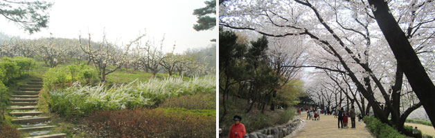 중랑캠핑숲(배꽃), 서대문구 안산문화쉼터(벚꽃)