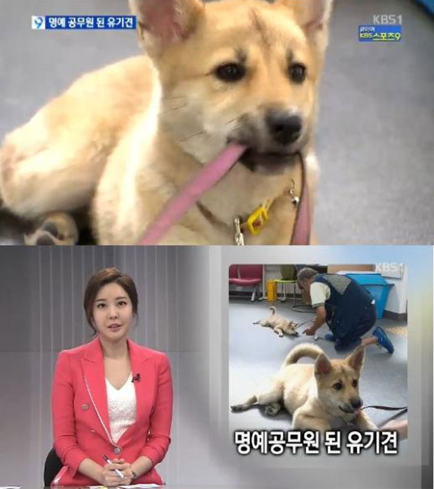 KBS 방송 화면