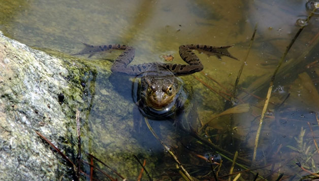효창공원에 들어서면 연못에 사는 개구리, 맹꽁이들이 합창하며 반긴다