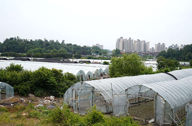 서울 도심에서 재배되는 친환경 농작물