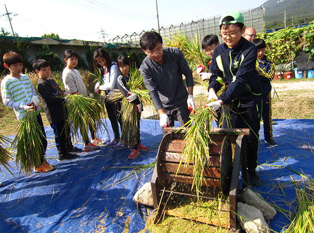 도봉구는 4년 전부터 친환경농법으로 벼를 키워 초등학생에게 농사체험 기회를 제공한다