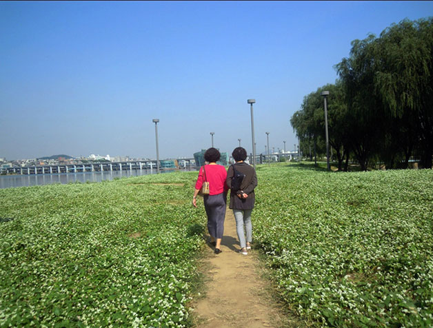 한강을 바라보며 메밀꽃밭을 산책하는 주민들