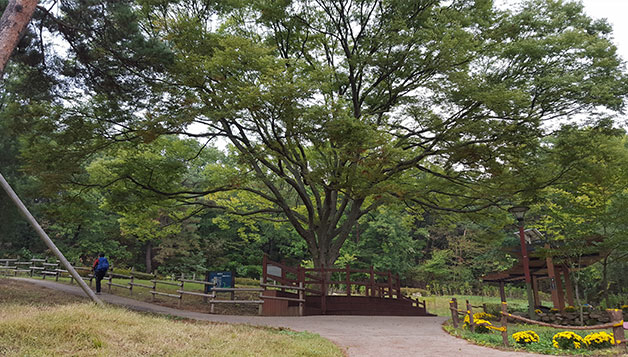 보호수 느티나무와 인근 쉼터 모습