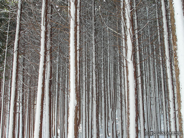 눈 내린 편백나무 숲 전경ⓒ제주 교래자연휴양림 제공