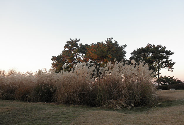 봉제산 정상, 산마루 공원에 올라서면 억새밭이 펼쳐진다