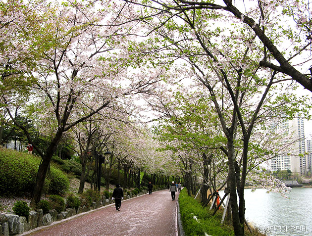 벚꽃길이 아름다운 석촌호수 ⓒ시민작가 오단비