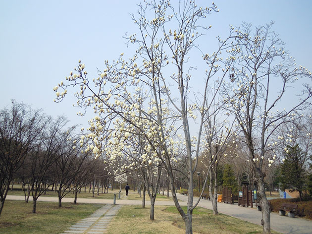 서울숲 목련꽃길