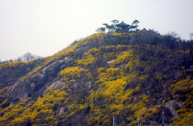 서울숲에서 바라본 응봉산