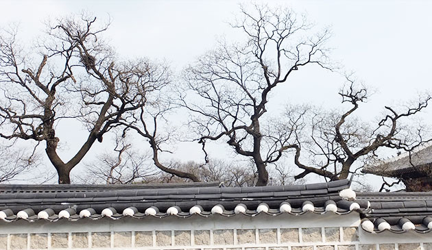 원서동에서 보이는 창덕궁의 멋들어진 회화나무