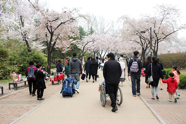 서울어린이대공원 벚꽃길을 지나가는 시민들. 유모차와 휠체어도 보인다