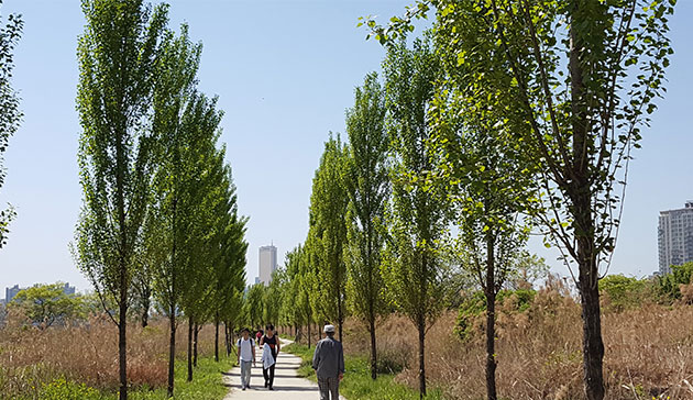 이촌한강공원의 미루나무 가로수길을 산책하는 시민들