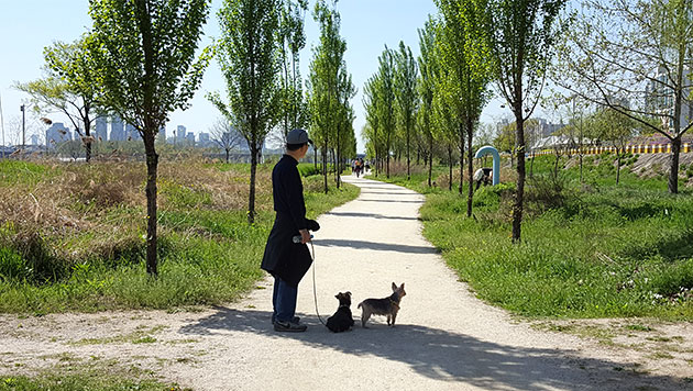 미루나무 가로수길 산책 중인 시민과 애완견 모습