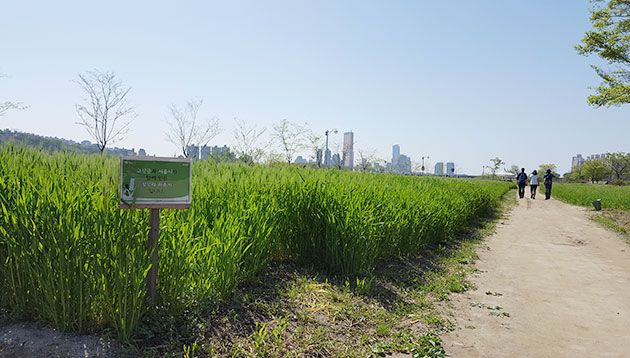 서울시가 고창군과 함께 조성한 청보리밭(청보리가 꽃을 피우기 시작했다.)