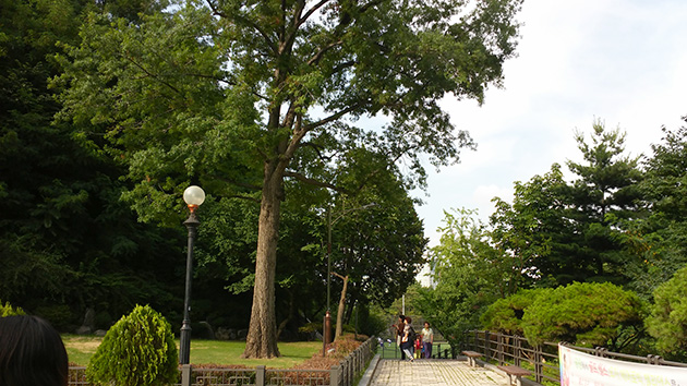 손기정 체육공원에 심어진 참나무. 손기정 선수가 1936년 베를린 올림픽에서 우승기념으로 받아온 참나무다.