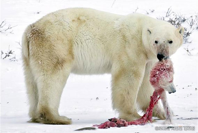 캐나다 처칠 북부에서 북극곰 수컷이 잡아먹은 새끼의 머리를 옮기고 있다. 온난화의 영향으로 먹을 것이 부족하자 동족을 잡아먹는 사례가 늘고 있다. Iain D. Williams /2009.11.20 ⓒ 로이터 사진전 홍보팀