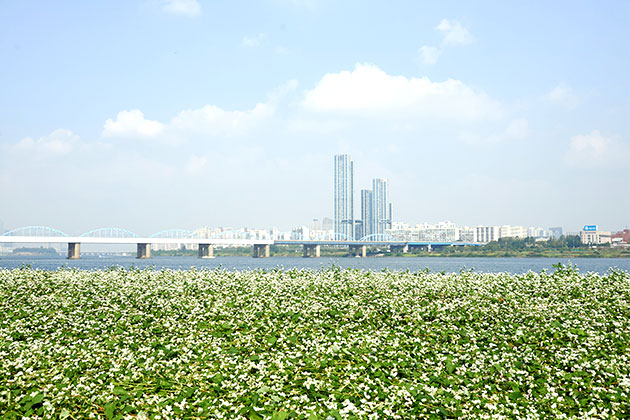 한강 서래섬 메밀꽃 축제