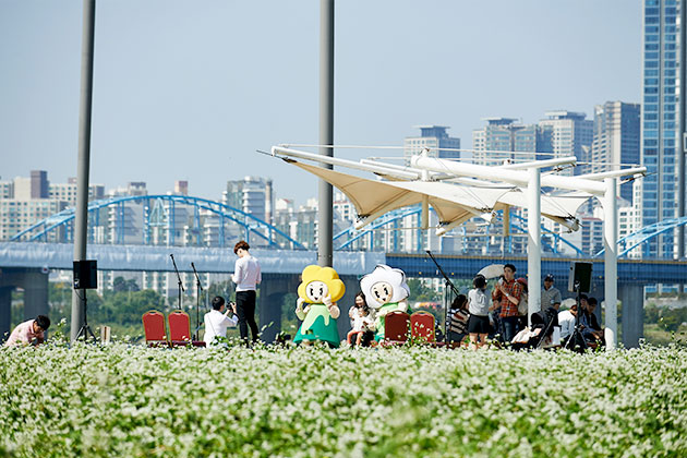 한강 서래섬 메밀꽃 축제를 즐기는 시민들