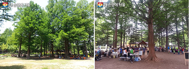 시민의숲의 울창한 숲 풍경(좌), 공원이용 프로그램에 참여하고 있는 시민들 모습(우)