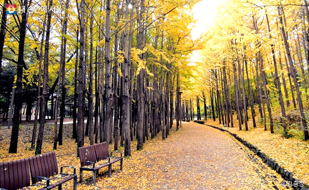 노란 낙엽이 융단처럼 깔린 서울숲 길 풍경 ⓒ김종성